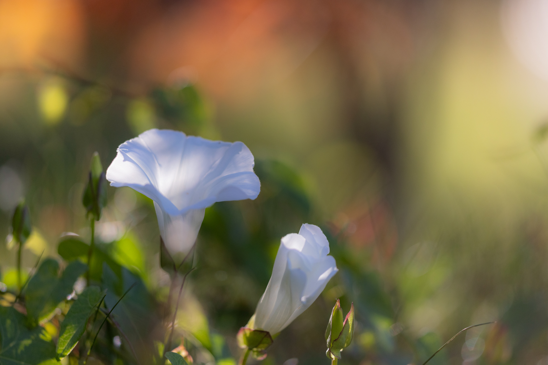 Fleur de liseron